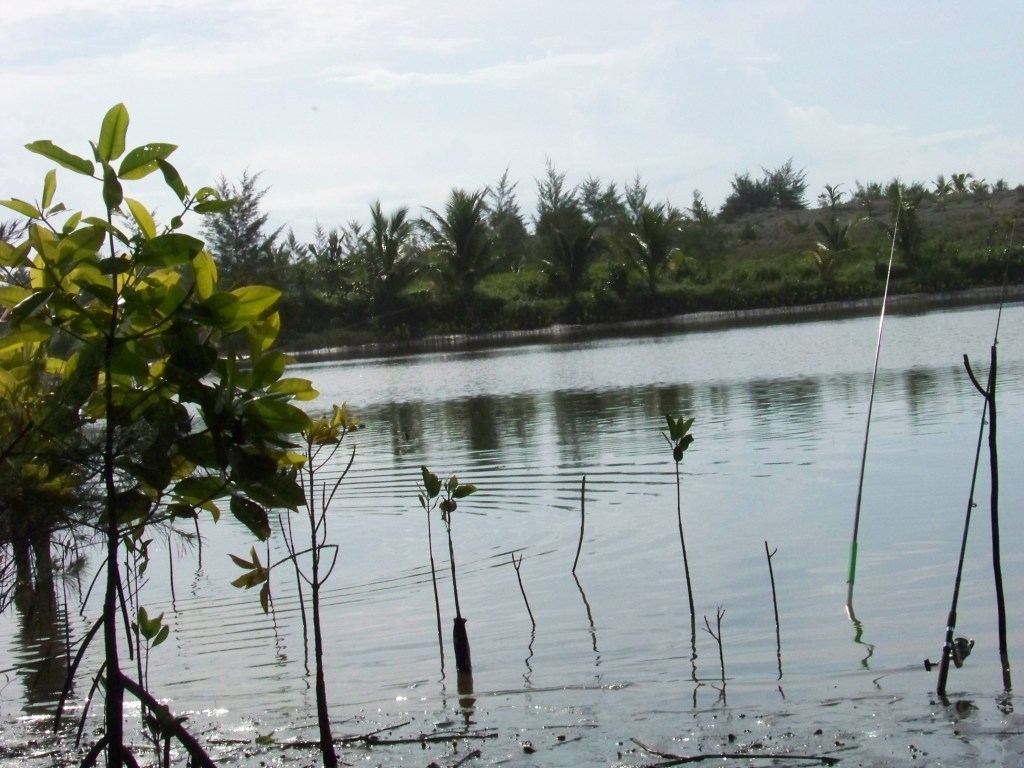 Nepal Women’s Historic First Win Over Test Nation in T20 World Cup&nbsp;Qualifier