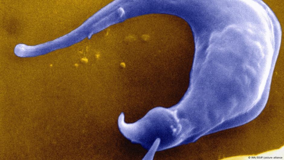 Chagas Disease: Kissing Bug Spreads in the&nbsp;U.S.