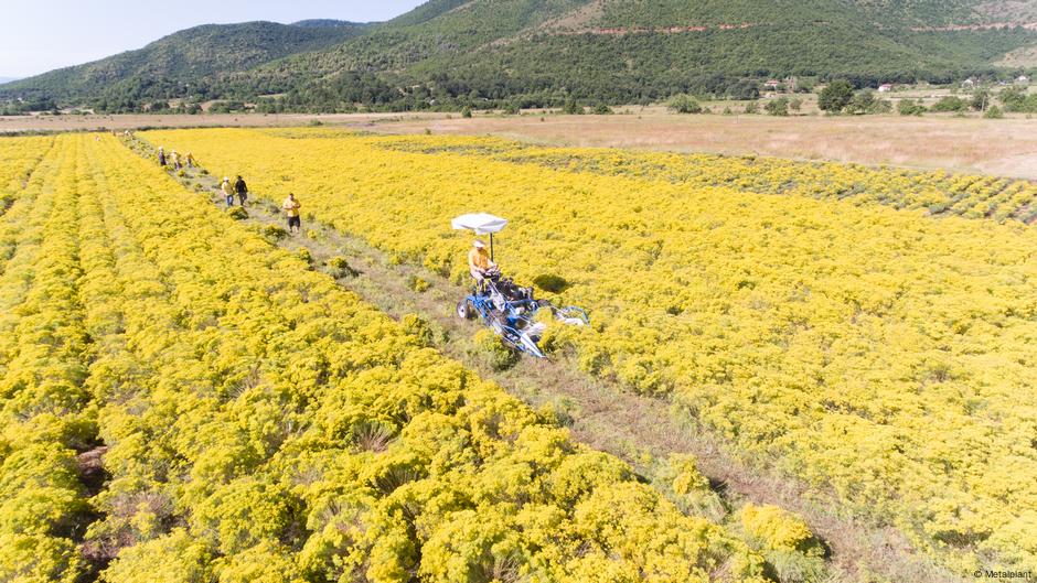 How flowers extract essential&nbsp;metals
