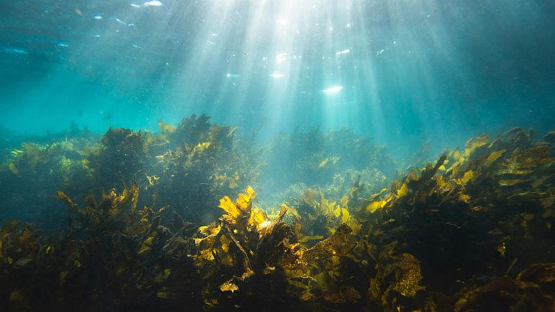 Portugal’s kelp forests emerge as key carbon&nbsp;sinks
