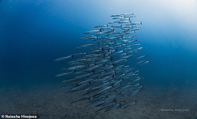 Ocean upwelling fails for first time ever – potential catastrophe&nbsp;ahead