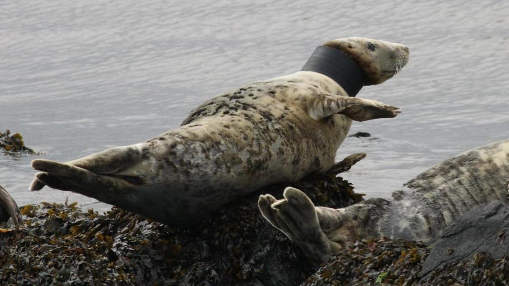 Rathlin Seal with Black Tube Around Its Neck Under&nbsp;Observation