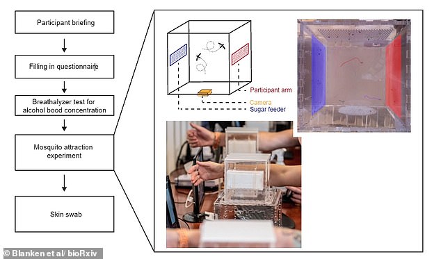 Blood, sweat and beers: People who drink pints are more attractive to mosquitos, scientists&nbsp;reveal