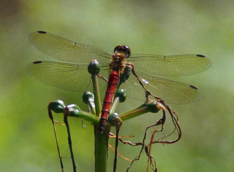 Endangered Japanese Red Dragonfly Sparks Urgent&nbsp;Warning
