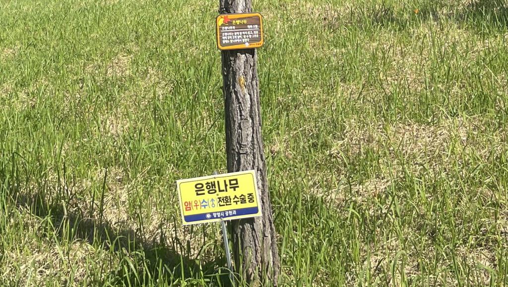 Ginkgo Gender War: Cities Remove Female Trees Over Smell&nbsp;Complaints