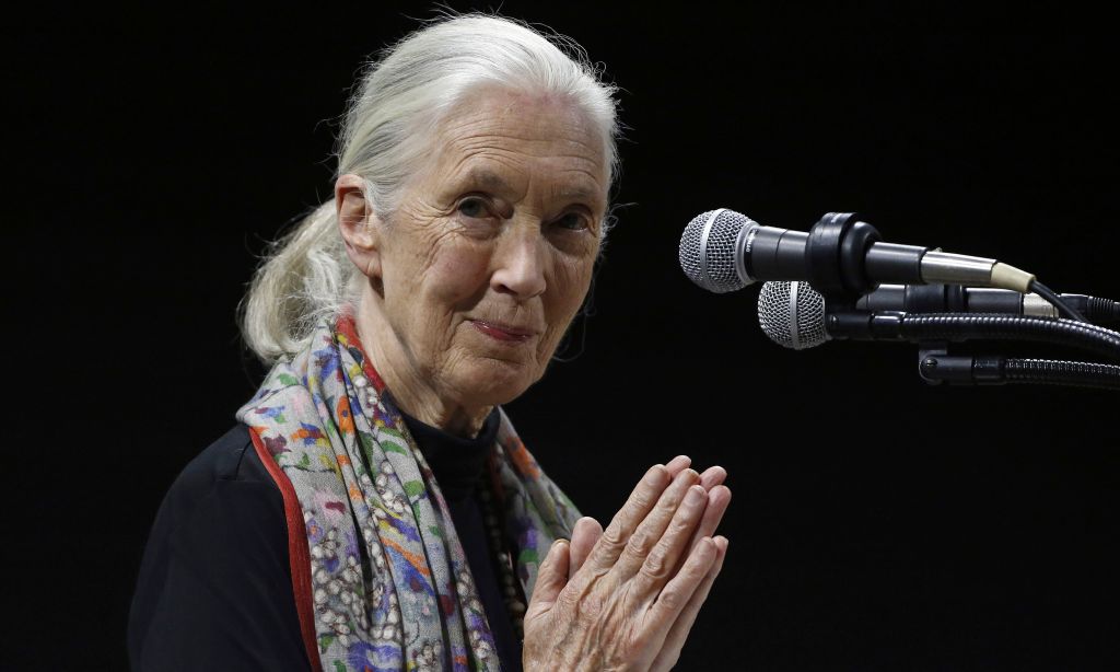 Jane Goodall, Renowned Primatologist and Conservationist, Passes&nbsp;Away