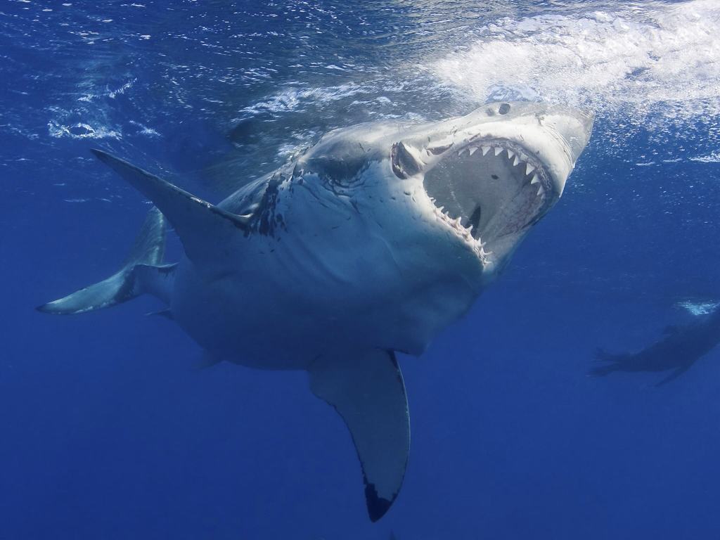 Shark Bites Biologist’s Head, Then Lets Him&nbsp;Go
