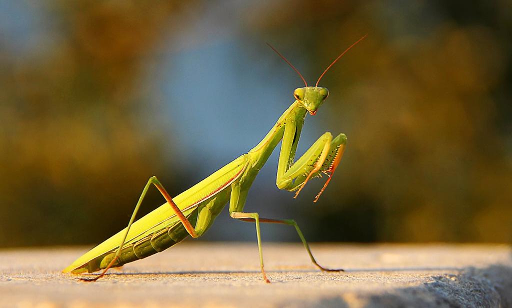 First Sight of Praying Mantises in Cornwall Sparks Hitchhiker&nbsp;Fears