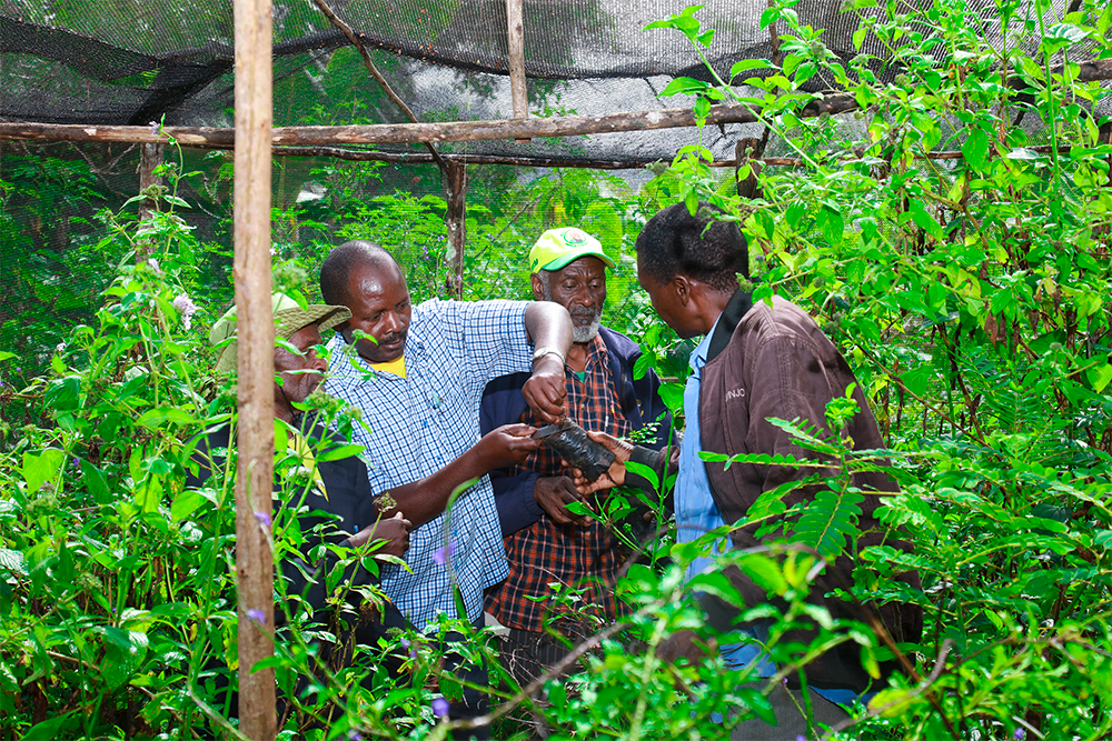 Butterfly Farming: A Profitable Path to Forest Conservation in&nbsp;Rwanda
