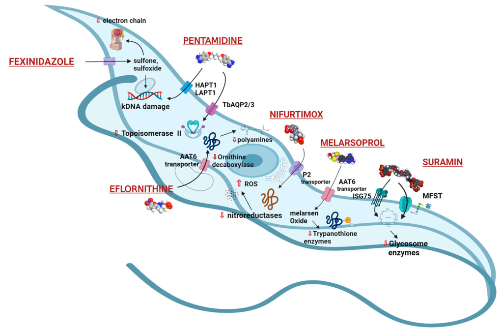 Scientists Use AI and One Health to Combat&nbsp;Trypanosomiasis