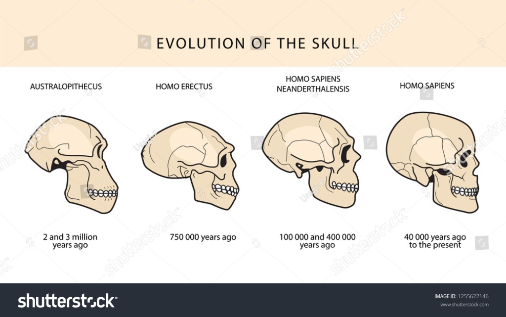 Ancient Skull Challenges Human Evolution&nbsp;Timeline