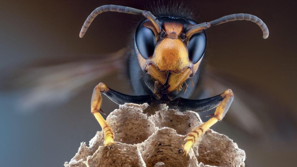 Asian Hornet Nest Identified and Removed, NIEA&nbsp;Reports