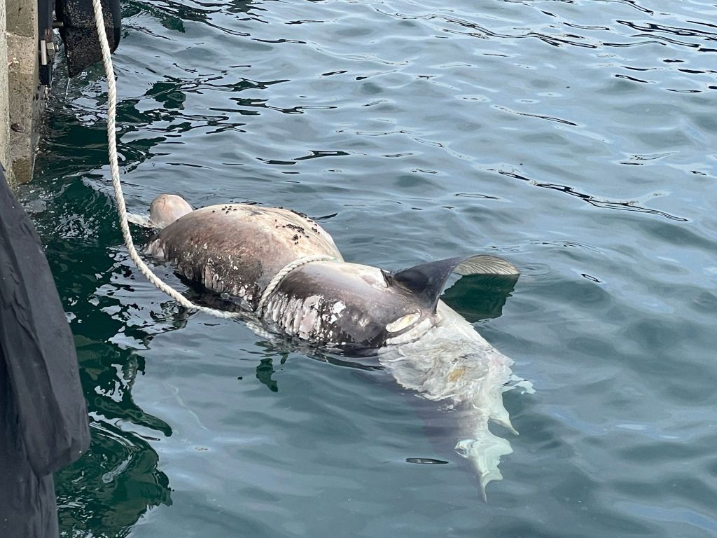 2m Shark Carcass Washes Up Near&nbsp;Busan
