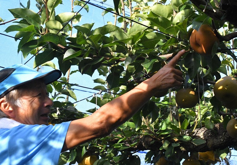 Heat Wreaks Havoc on ‘Niitaka’ Pears in Chiba, Pushing Farmers to New&nbsp;Varieties