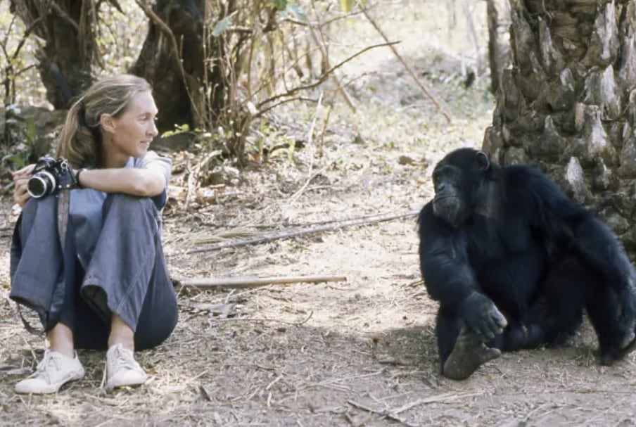 Jane Goodall, 91, Passes Away; Trailblazer in Chimpanzee&nbsp;Studies