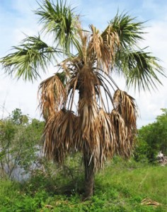 Palm Trees in Africa Are Dying – Botanists Step In to Save&nbsp;Them