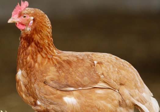 Influenza Outbreak: GHS Urges Vigilance to Contain&nbsp;Spread