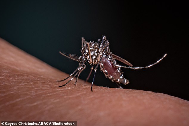 Urgent Alert: Deadly Mosquitoes Found in Kent, Threatening&nbsp;Britons