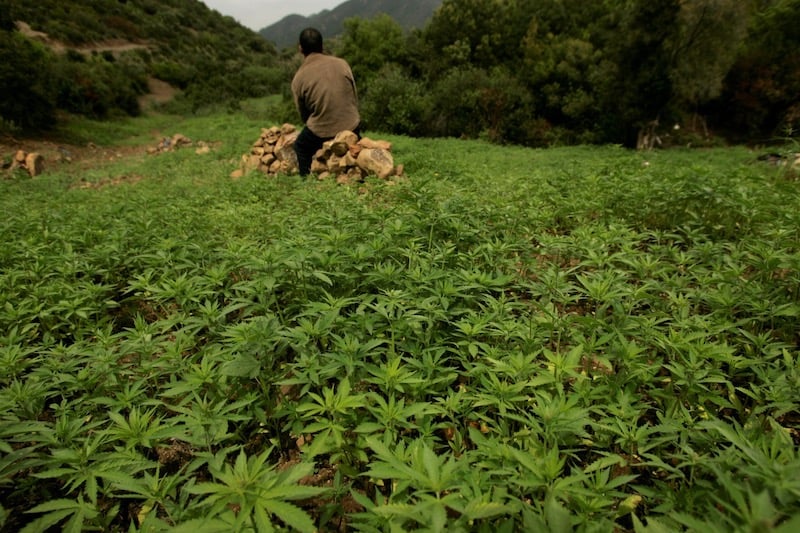 Morocco Halves Illegal Cannabis Cultivation, Ministry&nbsp;Reports