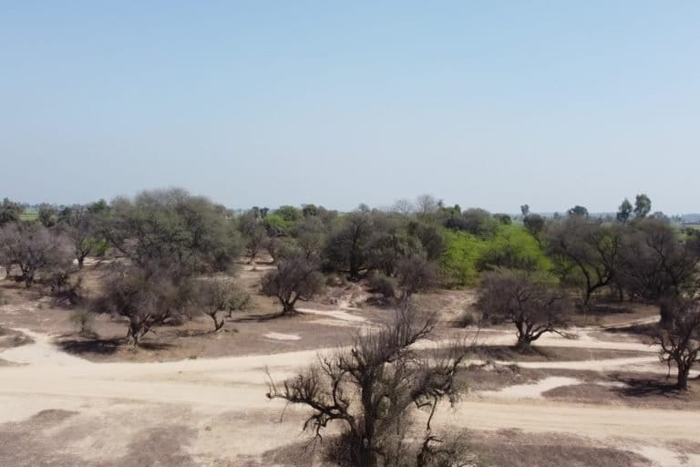 6,000 Acres of Punjab’s Forests Devastated by Surging&nbsp;Wildfires