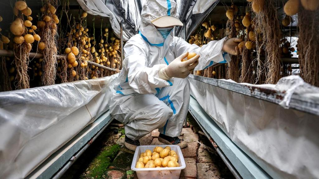 Pakistani Scientists Breed Smog-Resistant&nbsp;Potatoes