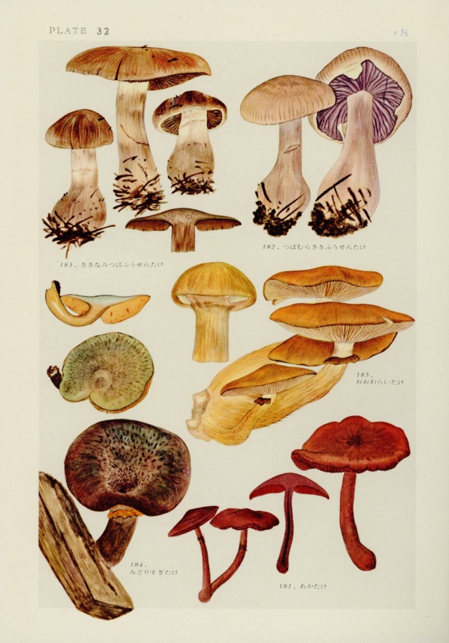 Rare fungus found in southwest&nbsp;Japan