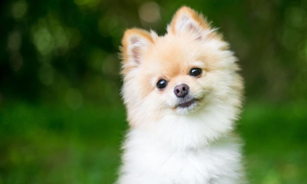 More Brits Insure Pets Than Themselves, Study&nbsp;Reveals