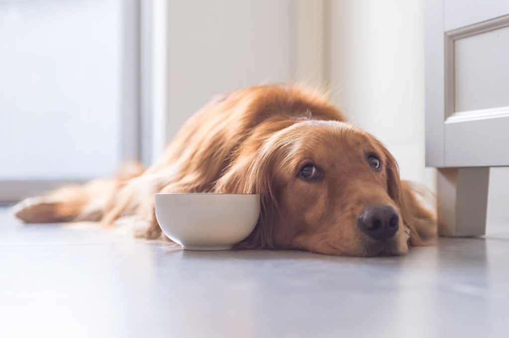 Golden Retriever Waits by Empty Bowl as Dinner&nbsp;Lags