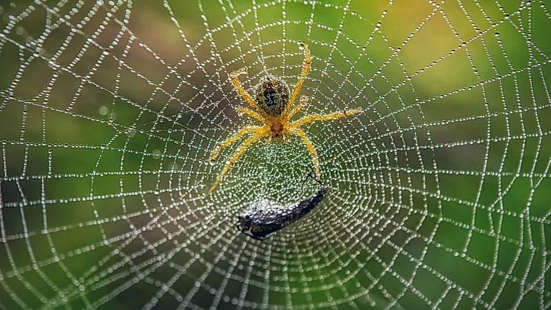 Spiders: The Unsung Heroes of Earth’s Health – Why Are They&nbsp;Overlooked?