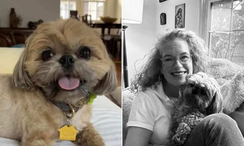 Mountain Lion Attacks Shih Tzu in California Yard During Owner’s&nbsp;Presence