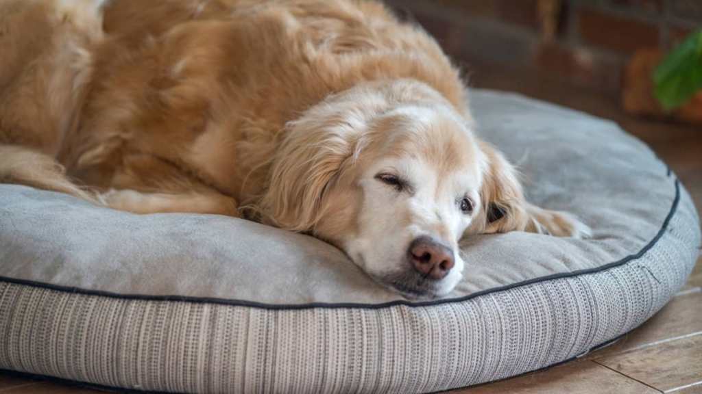 Mom Discovers Golden Retriever in Unexpected Spot Inside Dog&nbsp;Bed