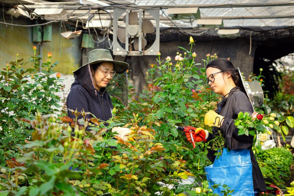Rose farmers battle labor and economic&nbsp;challenges