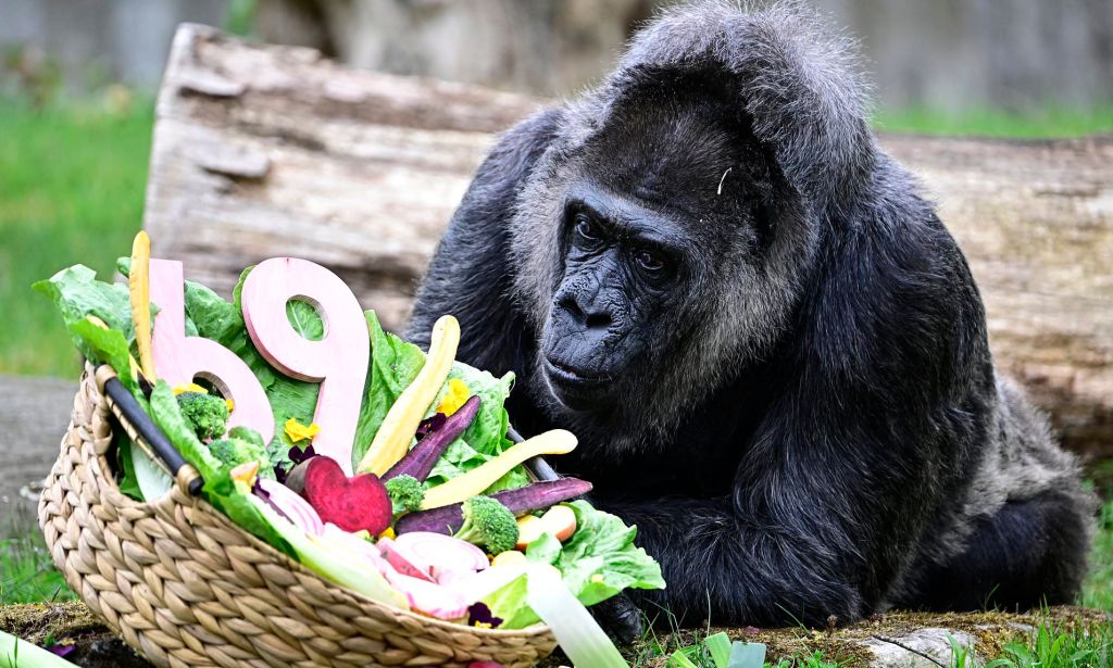 Ape Ape Hooray! 69th Birthday Celebration for the World’s Oldest&nbsp;Gorilla