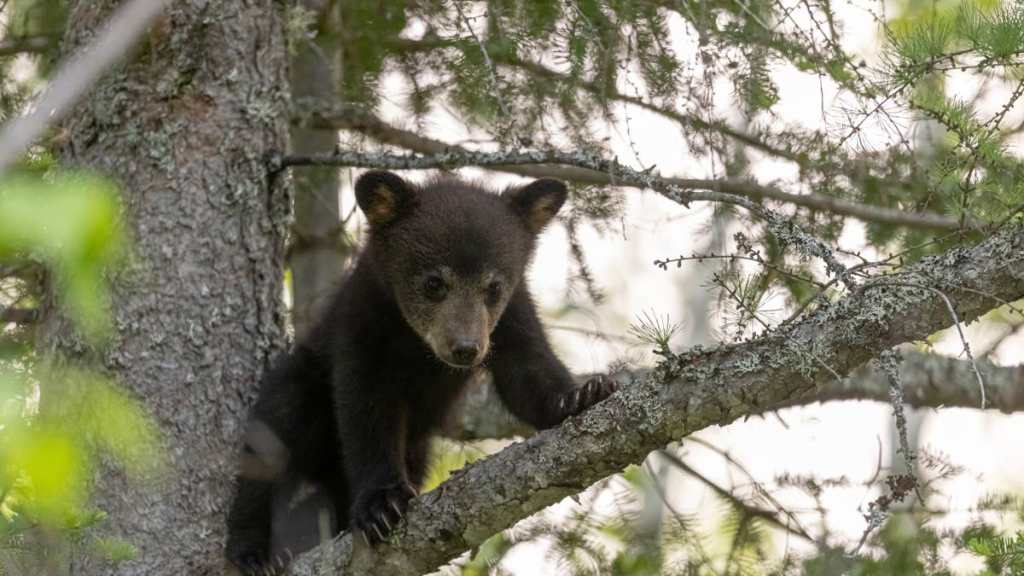 Mama Bear’s Reaction to Cub Falling from Tree Is Hilarious&nbsp;Gold