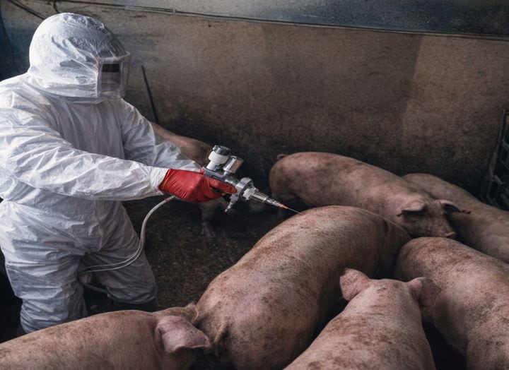 FMD Test Turns Negative, Quarantine Lifted at Yecheon Pig&nbsp;Farm